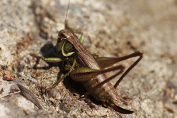 Metrioptera, roeseli, Roesel's, Bush-cricket, orthoptera