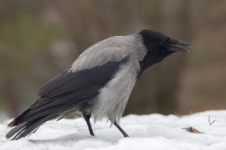 Hooded, Crow, Corvus, cornix
