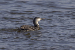 Loon, Gavia, stellata, Red-throated, Diver