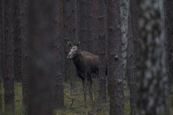 elk, Eurasian, Elk, Alces, alces