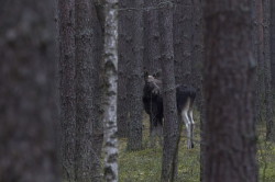 o, Alces, alces, o, ssaki