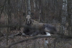 elk, Eurasian, Elk, Alces, alces