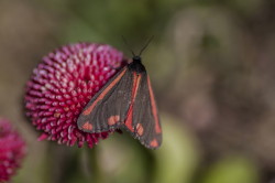 Tyria, jacobaeae, Cinnabar, Moth, butterfly, moth, lepidoptera