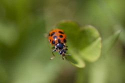 Hippodamia, tredecimpunctata, Thirteen-spot, Ladybeetle, beetle, coleoptera
