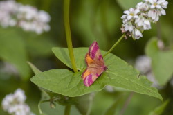 Lythria, purpurata, lepidoptera