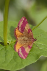 Lythria, purpurata, lepidoptera
