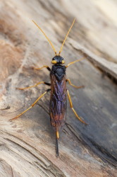 Urocerus, gigas, Giant, Woodwasp, Banded, Greater, Horntail, hymenoptera