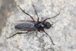 Bibio, pomonae, Red-thighed, St, Mark's, Heather, Fly, diptera