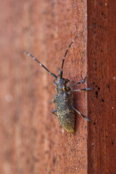 Monochamus, galloprovincialis, beetle, Black, Pine, Sawyer, Beetle, coleoptera