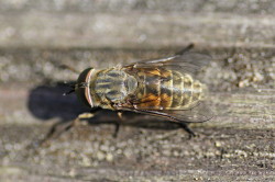 Tabanus, bovinus, Pale, Giant, Horse-fly, diptera