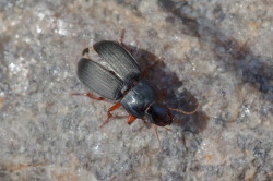 Harpalus, rubripes, beetle, coleoptera