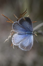 Celastrina, argiolus, Holly, Blue, butterfly, lepidoptera