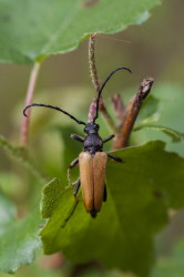 Leptura, Red-brown, Longhorn, Beetle, beetle, Corymbia, rubra, coleoptera