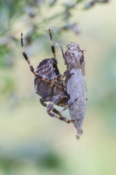 Krzyak, ogrodowy, Araneus, diadematus, Pajki, pajczaki