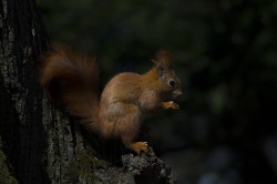 Sciurus, vulgaris, Eurasian, Red, Squirrel