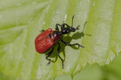 Apoderus, coryli, Hazel-leaf, Roller, Weevil, beetle, coleoptera