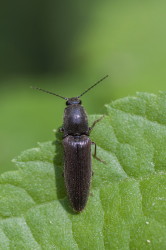 Athous, haemorrhoidalis, coleoptera