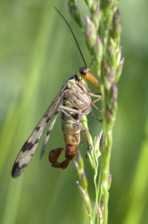 Panorpa, communis, Common, Scorpionfly, mecoptera