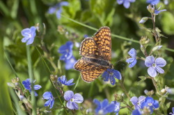 Melitaea, Glanville, Fritillary, butterfly, cinxia, Papilio, pilodellae, lepidoptera
