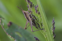 Chorthippus, albomarginatus, Lesser, Marsh, Grasshopper, orthoptera