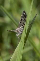 Euclidia, Mother, Shipton, Moth, Callistege, mi, lepidoptera