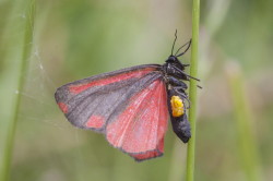 Tyria, jacobaeae, Cinnabar, Moth, butterfly, moth, lepidoptera