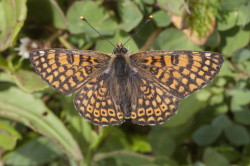 Melitaea, Glanville, Fritillary, butterfly, cinxia, Papilio, pilodellae, lepidoptera