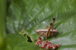 Pholidoptera, griseoaptera, Dark, Bush-cricket, orthoptera