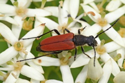 Leptura, Red-brown, Longhorn, Beetle, beetle, Corymbia, rubra, coleoptera