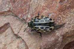 Chrysomela, vigintipunctata, Spotted, Willow, Leaf, Beetle, beetle, coleoptera