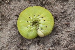 femorata, Birch, Sawfly, Cimbex, femoratus, hymenoptera