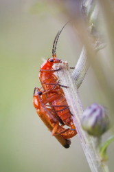 Rhagonycha, fulva, Common, Red, Soldier, Beetle, coleoptera