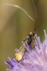 Nemophora, metallica, lepidoptera
