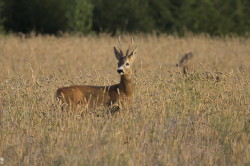 Roe, Deer, Capreolus, capreolus