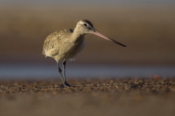 Szlamnik, Limosa, lapponica, szlamnik, rdzawy, ptaki