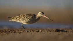 Bar-tailed, Godwit, Limosa, lapponica