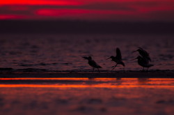 Bar-tailed, Godwit, Limosa, lapponica