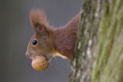 Wiewirka, Sciurus, vulgaris, pospolita, ssaki