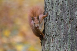 squirrel, Sciurus, vulgaris, Eurasian, Red, Squirrel