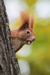 squirrel, Sciurus, vulgaris, Eurasian, Red, Squirrel