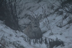 Roe, Deer, Capreolus, capreolus