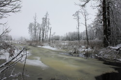 The, frozen, pond, in, the, Bialowieza, Forest