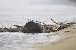 European, Beaver, Castor, fiber, Eurasian, beaver