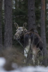 o, Alces, alces, o, ssaki