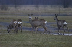 Roe, Deer, Capreolus, capreolus