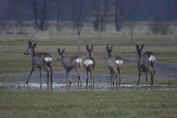 Roe, Deer, Capreolus, capreolus