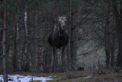 o, Alces, alces, o, ssaki