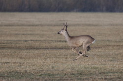 Roe, Deer, Capreolus, capreolus