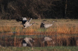 Common, Grus, grus, Eurasian, Crane