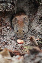 Nornik, Microtus, arvalis, polny, polnik, nornik, zwyczajny, ssaki